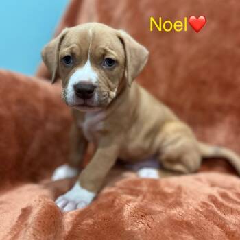 Rescue Black Mouth Cur and Mixed Breed Dogs for Adoption in Merritt Island, Florida - Noel | PetCurious