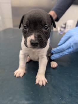 Micah -  Pit Bull Terrier Dog for Adoption in Mobile, Alabama - Micah | PetCurious