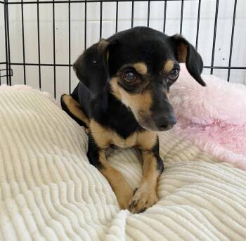 Rescue Chihuahua Dogs for Adoption in Canutillo, Texas - Kali | PetCurious