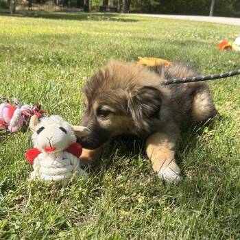 Great Pyrenees and German Shepherd Dog Dogs Available for Adoption in Locust Fork, Alabama - VALENTINA | PetCurious