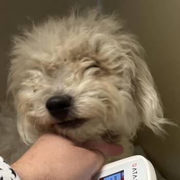 Mallow -  Poodle Dog for Adoption in East St. Louis, Illinois - Mallow | PetCurious