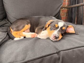 Millie -  Mixed Breed Dog for Adoption in Riverdale, New Jersey - Millie | PetCurious