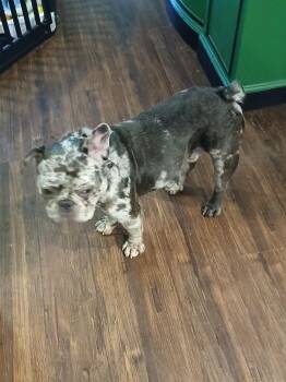 French Bulldog Dogs Available for Adoption in Inverness, Florida - Beau | PetCurious
