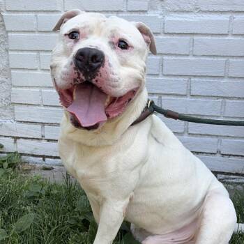 Easton -  Pit Bull Terrier Dog for Adoption in Newark, New Jersey - Easton | PetCurious