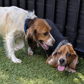 Rapunzel -  Beagle and Spaniel Dog for Adoption in Charlottesville, Virginia - Rapunzel | PetCurious