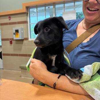 Reese -  Mixed Breed Dog for Adoption in Winston-salem, North Carolina - Reese | PetCurious