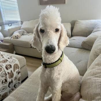 Popcorn Brooks (kyle TX) -  Standard Poodle Dog for Adoption in Houston, Texas - Popcorn Brooks (kyle TX) | PetCurious