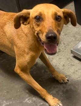 Wednesday -  Mixed Breed Dog for Adoption in Henderson, North Carolina - Wednesday | PetCurious
