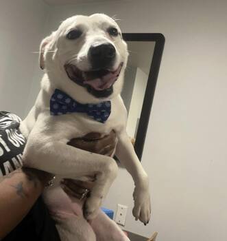 Rescue Mixed Breed Dogs for Adoption in Roswell, Georgia - Miller | PetCurious