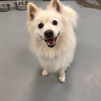 Rescue American Eskimo Dog and Pomeranian Dogs for Adoption - Rocky | PetCurious