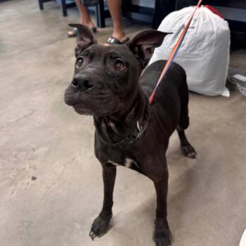 Libby -  Terrier Dog for Adoption in Tampa, Florida - Libby | PetCurious