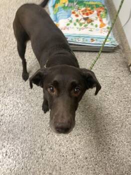 Labrador Retriever Dogs Available for Adoption in Vancouver, Washington - Lilly | PetCurious
