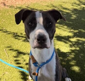 Saydee -  American Staffordshire Terrier Dog for Adoption in Golden, Colorado - Saydee | PetCurious