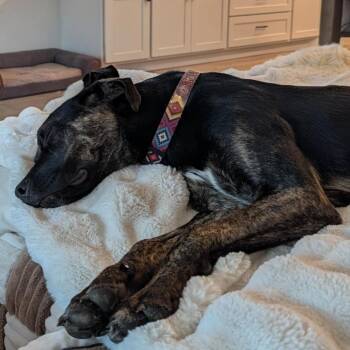Plott Hound and Mixed Breed Dogs Available for Adoption in Wimberley, Texas - Raisin | PetCurious