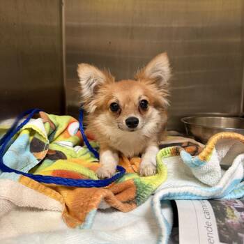 Licker -  Chihuahua and Papillon Dog for Adoption in Northbrook, Illinois - Licker | PetCurious