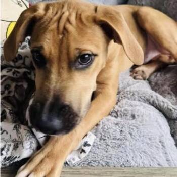 Rescue Rhodesian Ridgeback and Boxer Dogs for Adoption in Georgetown, Texas - Maxx | PetCurious