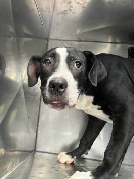 WILLIAM -  Mixed Breed Dog for Adoption in Dallas, Texas - WILLIAM | PetCurious