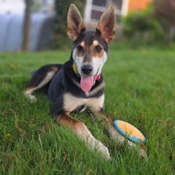 Lobstah Roll - ADOPTION FEE SPONSORED -  Shepherd and Husky Dog for Adoption in Pembroke, Massachusetts - Lobstah Roll - ADOPTION FEE SPONSORED | PetCurious
