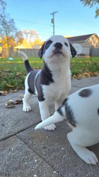 Gourdie -  Mixed Breed Dog for Adoption in Grand Forks, North Dakota - Gourdie | PetCurious