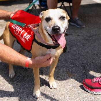 Rescue Mixed Breed Dogs for Adoption in Gainesville, Florida - Libby | PetCurious