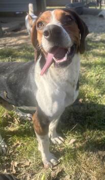 Rescue Beagle Dogs for Adoption in Wiggins, Mississippi - Cyrus | PetCurious