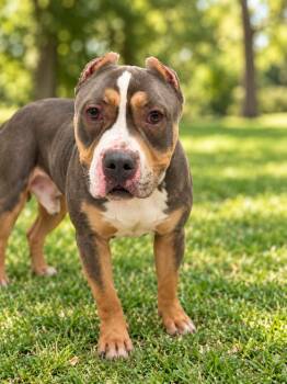 Rolo -  American Bully Dog for Adoption in Milford, Connecticut - Rolo | PetCurious