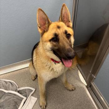 German Shepherd Dog Dogs Available for Adoption in Naperville, Illinois - Chuck | PetCurious