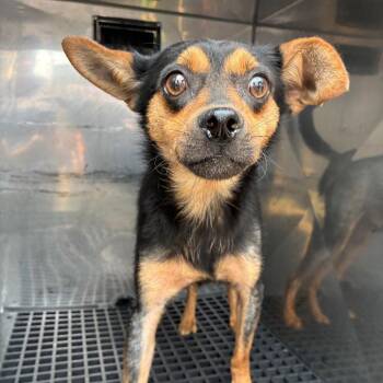 Tortilla -  Miniature Pinscher Dog for Adoption in New Castle, Delaware - Tortilla | PetCurious