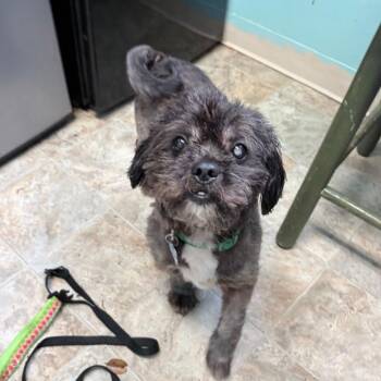 Lhasa Apso and Mixed Breed Dogs Available for Adoption in Boerne, Texas - Lima Bean | PetCurious