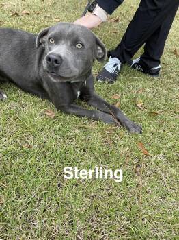 Rescue Labrador Retriever and Bulldog Dogs for Adoption in Alexander City, Alabama - Sterling | PetCurious