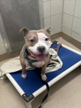 Staffordshire Bull Terrier Dogs Available for Adoption - LEXUS | PetCurious