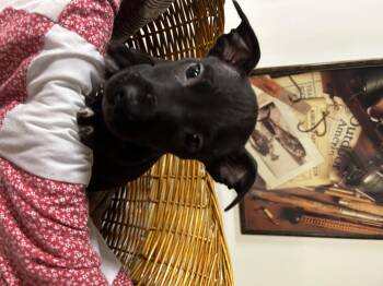 Rescue Mixed Breed Dogs for Adoption in Brownstown, Indiana - Dos | PetCurious
