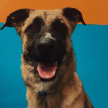 Belgian Shepherd Malinois and Great Pyrenees Dogs Available for Adoption in South Elgin, Illinois - Berlin - Home To Home | PetCurious