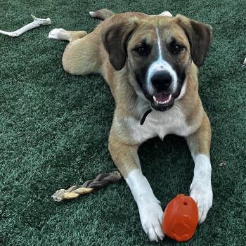 Budderball -  Great Pyrenees and Mixed Breed Dog Available for Adoption in La Grange, Kentucky - Budderball | PetCurious