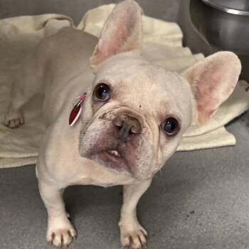 Miss Elizabeth A2285158 -  French Bulldog Dog for Adoption in Los Angeles, California - Miss Elizabeth A2285158 | PetCurious