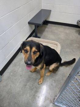 Labrador Retriever and Mixed Breed Dogs Available for Adoption in Alamo Heights, Texas - Trevor | PetCurious