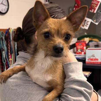 Terrier Dogs Available for Adoption - The Grinch | PetCurious