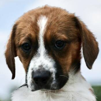 Beagle Dogs Available for Adoption in Frederick, Maryland - Willa-Available! Www.LHAR.dog To Apply! | PetCurious