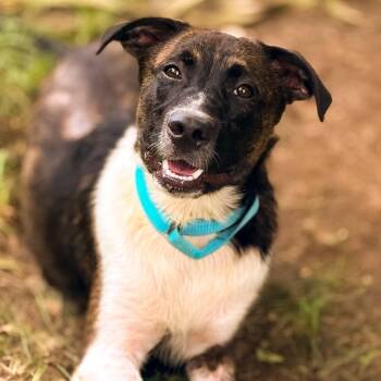 Razzle -  Mixed Breed Dog for Adoption in Springboro, Ohio - Razzle | PetCurious