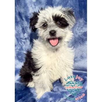 Shih Poo Dogs Available for Adoption in Inglewood, California - Punky Brewster | PetCurious
