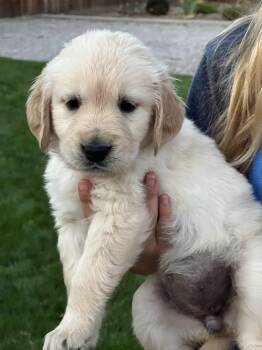 Red -  Golden Retriever Dog for Sale in Fallon, Nevada - Red | PetCurious