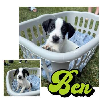 Ben -  Poodle and Mixed Breed Dog for Adoption in Homewood, Illinois - Ben | PetCurious