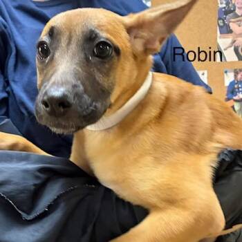 Robin -  Mixed Breed Dog for Adoption in Knoxville, Tennessee - Robin | PetCurious