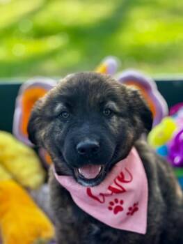 Mixed Breed Dogs Available for Adoption in Joppa, Alabama - Aurora | PetCurious