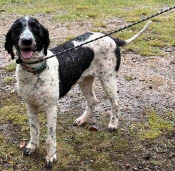 Maizy -  Bernedoodle Dog for Adoption in Pottsville, Pennsylvania - Maizy | PetCurious