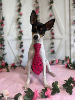 Ringo -  Fox Terrier Dog for Adoption in New Stanton, Pennsylvania - Ringo | PetCurious
