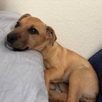 Rescue Mixed Breed Dogs for Adoption in Myrtle Beach, South Carolina - Kali | PetCurious