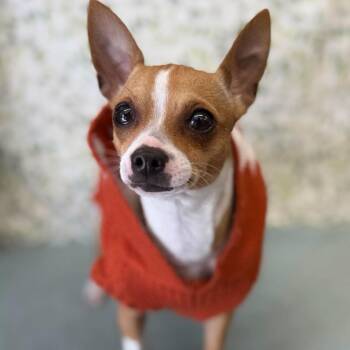 Princess -  Chihuahua and Mixed Breed Dog for Adoption in Tacoma, Washington - Princess | PetCurious
