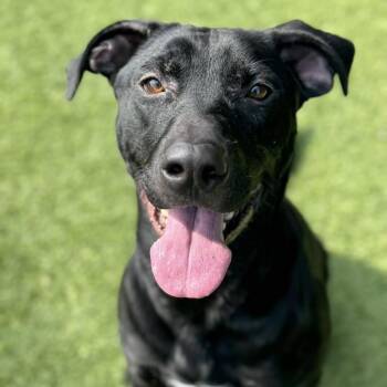 Deacon -  Black Labrador Retriever and Mixed Breed Dog for Adoption in Monticello, Iowa - Deacon | PetCurious