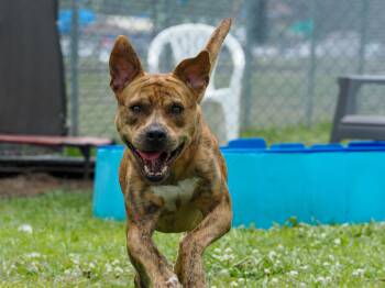 Baby Boy -  Mixed Breed Dog Available for Adoption in Myrtle Beach, South Carolina - Baby Boy | PetCurious